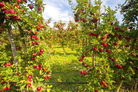 Najpopularniejsze drzewa owocowe do ogrodu