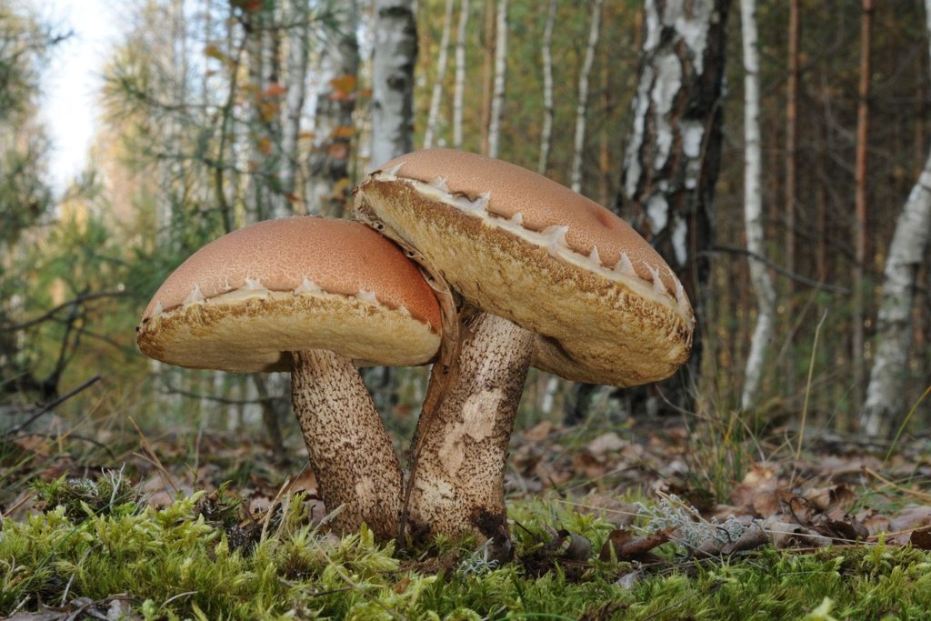 Koźlarze pomarańczowożółte rosnące pod brzozami