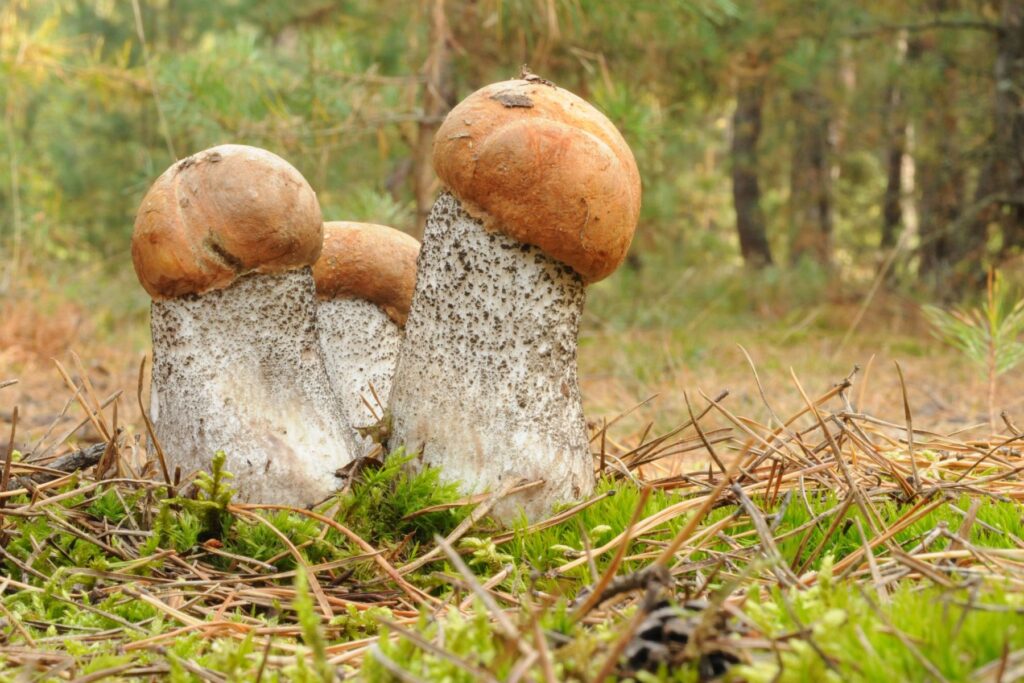 koźlarz pomarańczowożółty